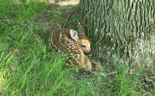 unnamed (1) A baby deer laying in the grass next to a tree.