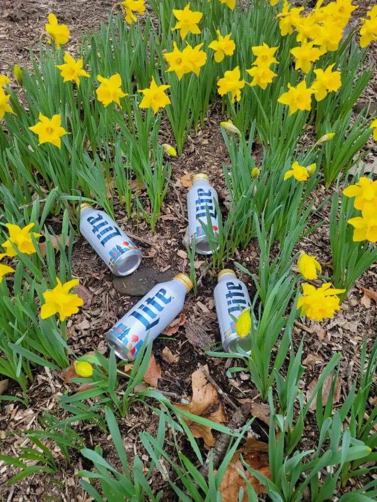 Empty cans of White Claw among blooming yellow daffodils.