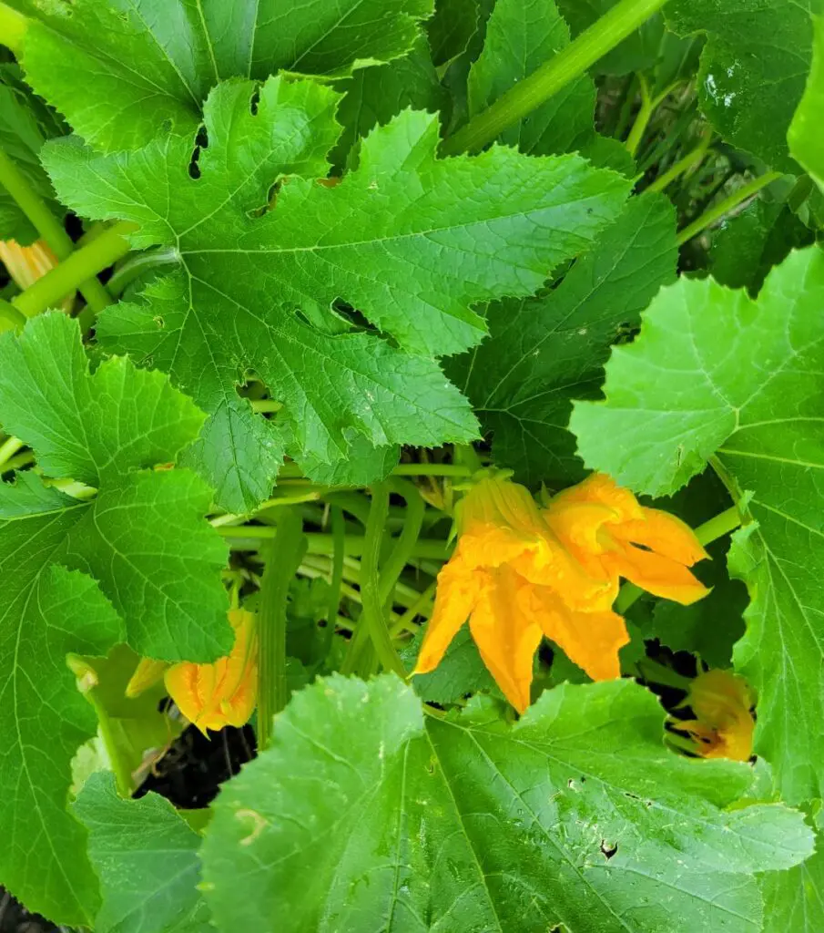Yellow squash blossoms among broad green leaves