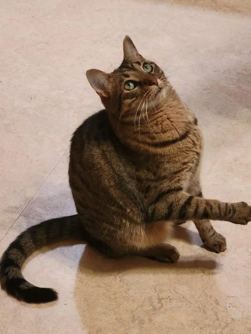 A tabby cat sitting with one paw raised, looking curious.
