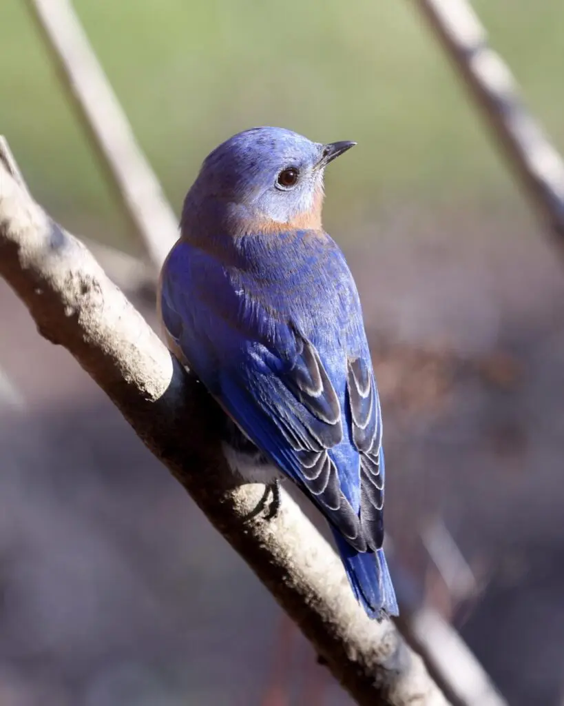 A small blue bird perched on a branch.
