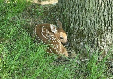 unnamed (1) A baby deer laying in the grass next to a tree.